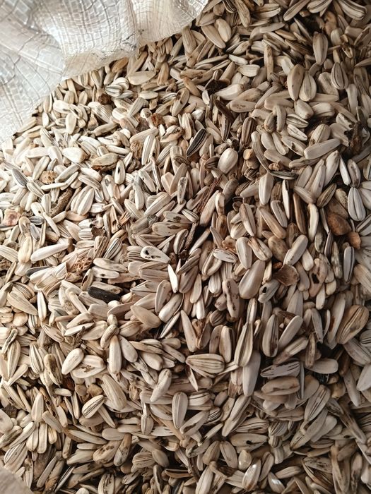 Семечканың отходы