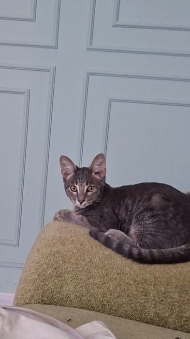 Котенок подросток, мальчик