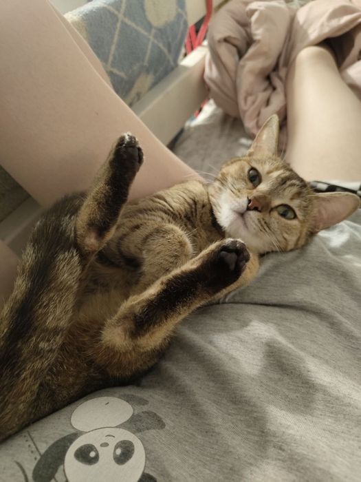 Отдам кошку в хорошие руки