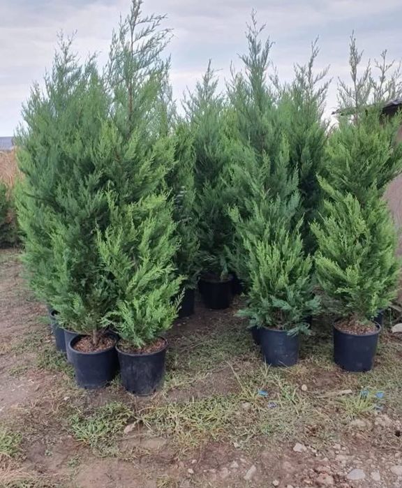 Vând tuia leylandii și mesteacăn alb