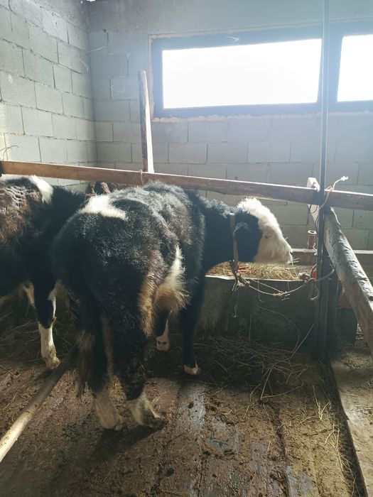 Продаю бычков 8 месячный