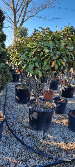 Tuia, photinia,platan, leylandi