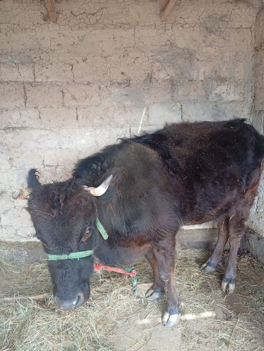 Сиыр сатамын, бузау тастаган