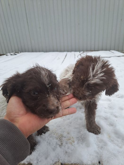 Сабака руски спанель