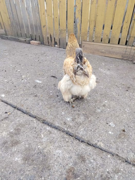 Brahma familie de anul trecut