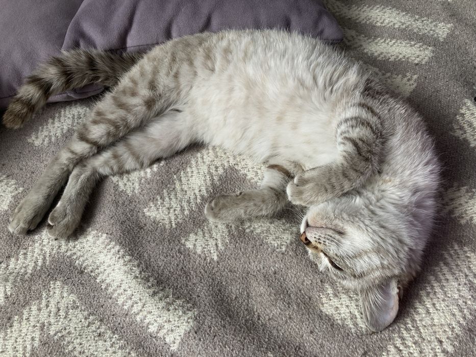 Котенок-девочка табби пойнт