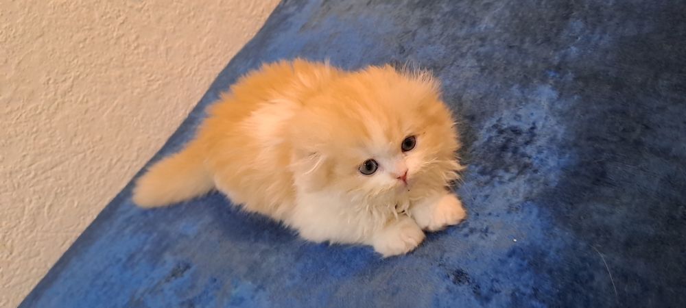 Продаётся котёнок Scottish fold Haylend