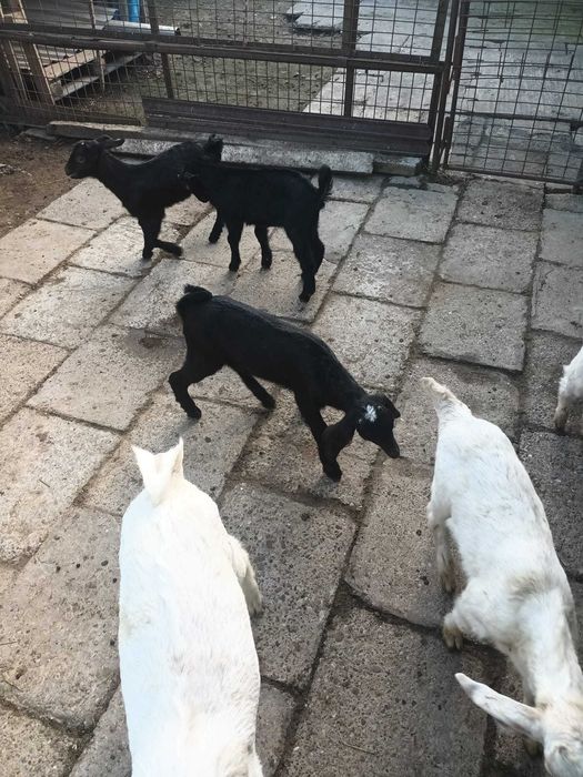 Iezi anglo nubieni - saanen