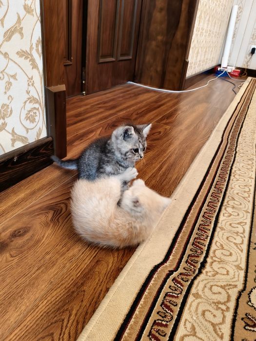 Котята Британские шиншиллы