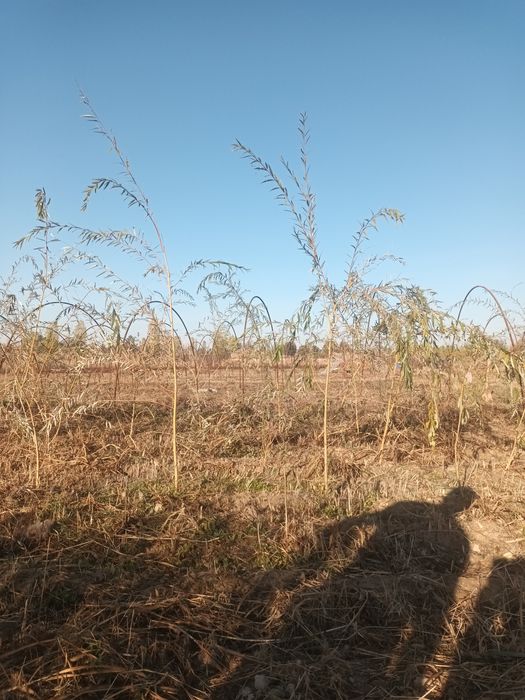 Мажнунтол кучатлари сотилади