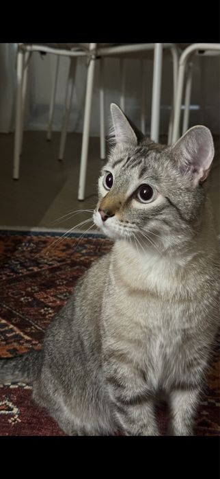 Отдам кота в хорошие руки