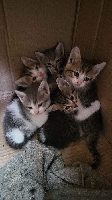 Отдам котят бесплатно