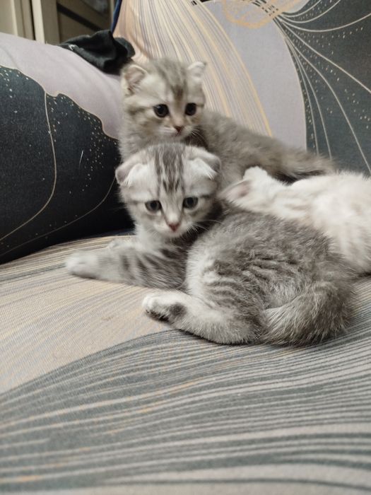 Котята шотландские