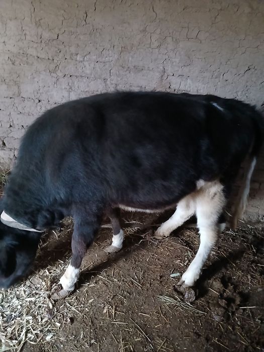 Tana sotiladi.  oladigan baraka topadi.