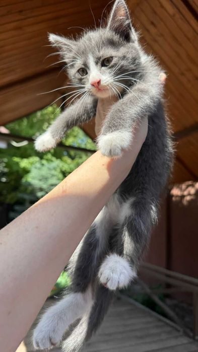 Котята в добрые руки