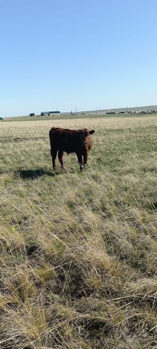 Продам Бычки.1,5лет