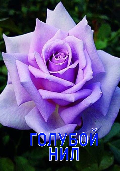 Роза Саженцы  Оптом