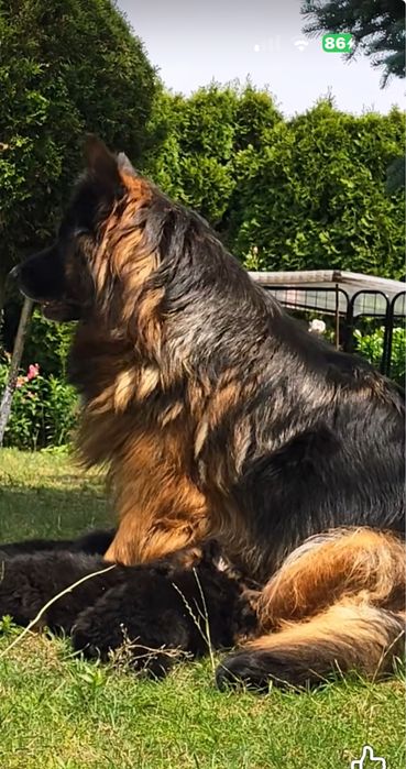 Немецкая овчарка длиннашёрстная.  Вязка