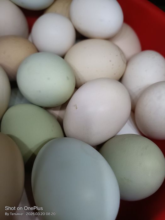Продам домашние яйца