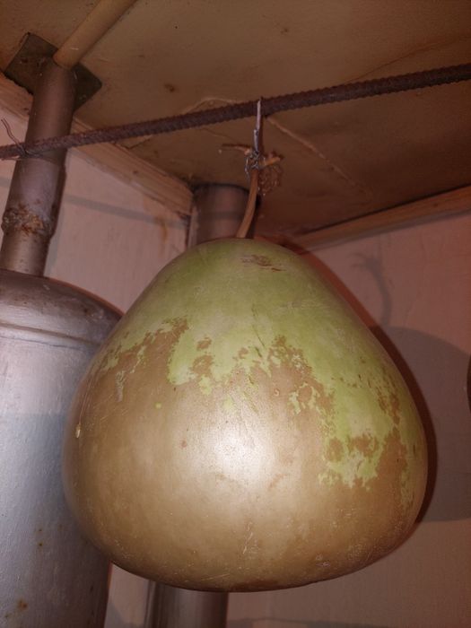 Семена декоративной тыквы