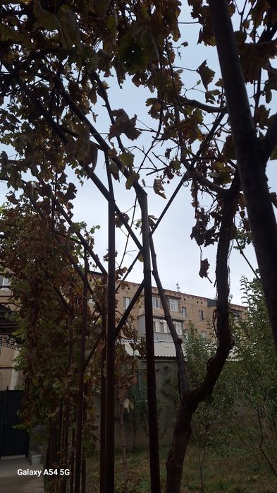 Навес для виноградника