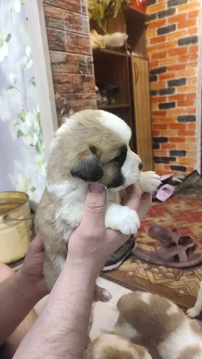 Московская сторожевая