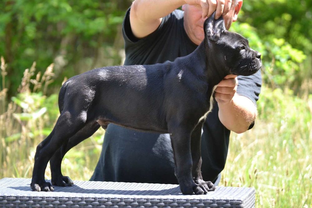 Cane Corso cu pedigre