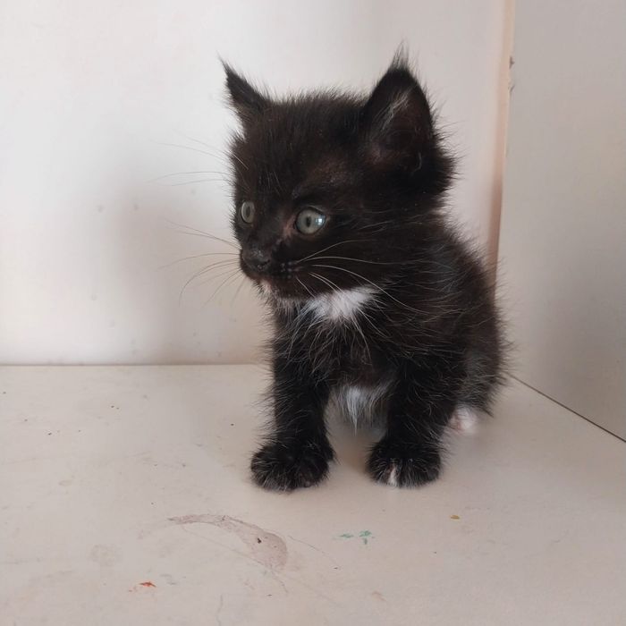 Милые котята ищут дом