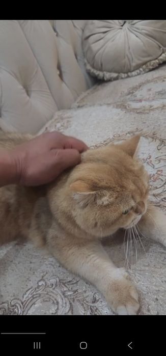 Британский Золотая Шиншила Привезён из известного московского клуба