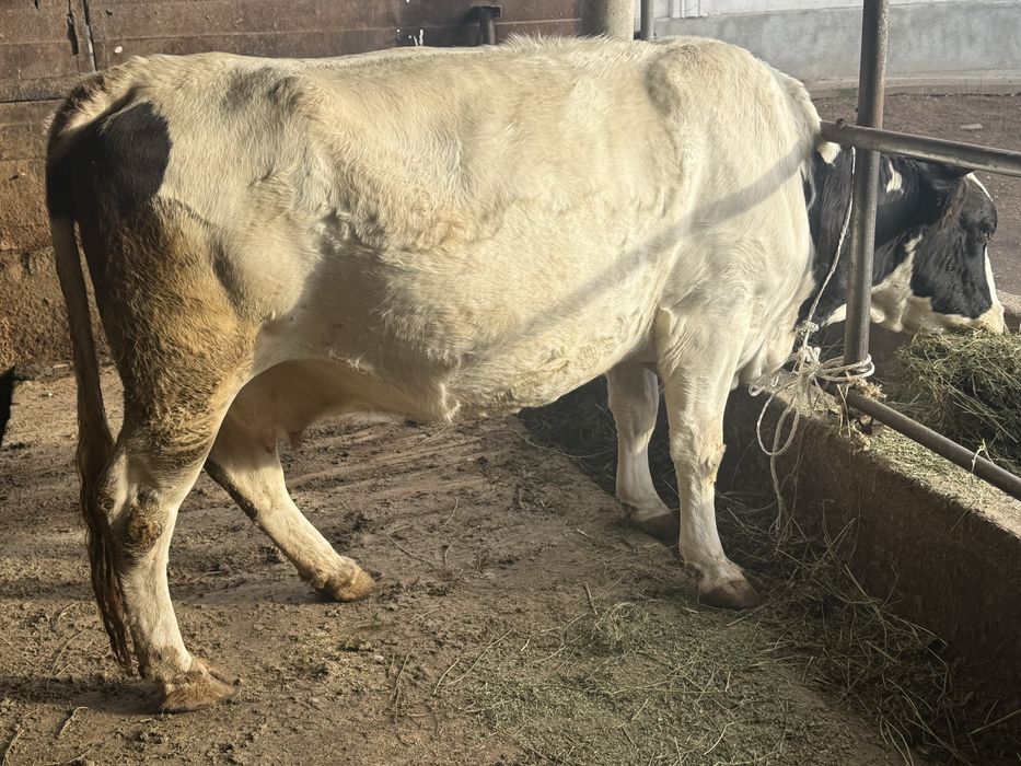 продам коров молочных