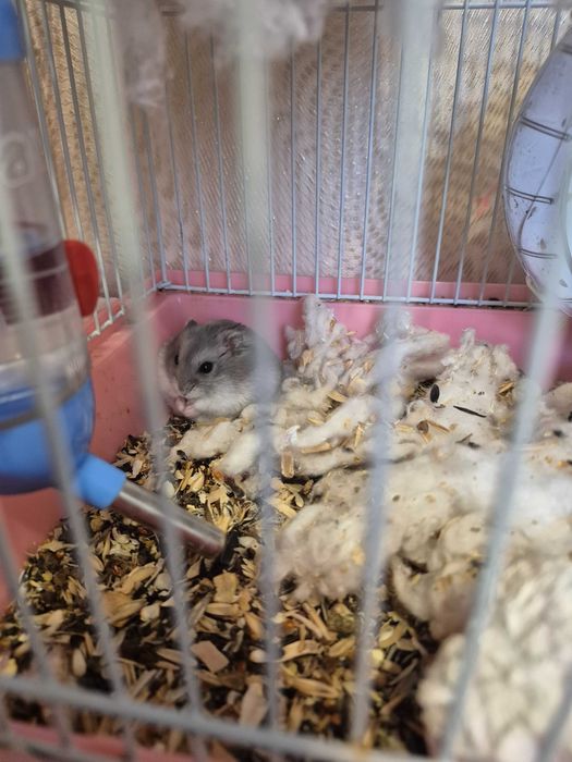 Продам хомяков мальчик и девочка