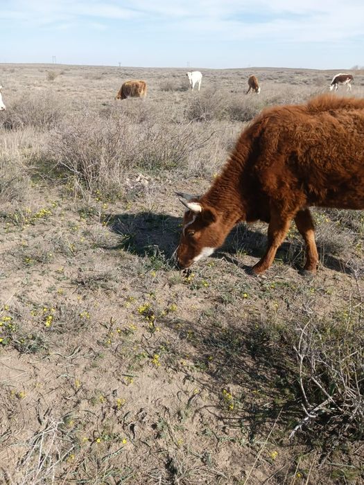 Бұзаулы сиыр 4жасар