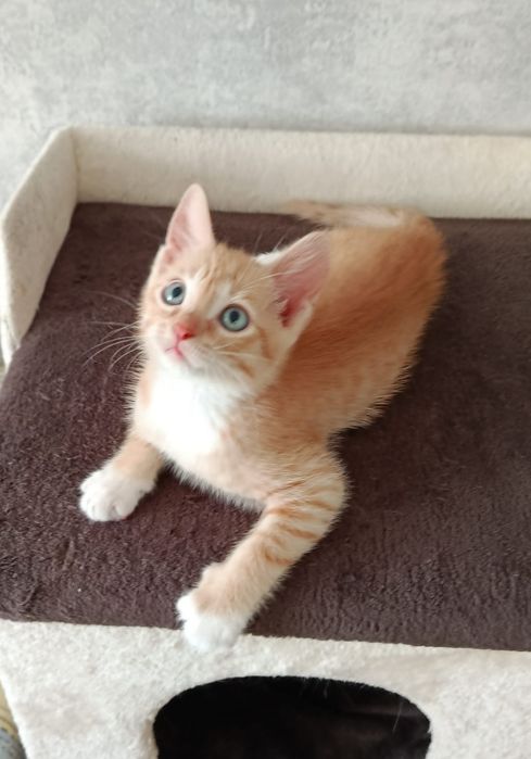 Котята кошки в добрые руки