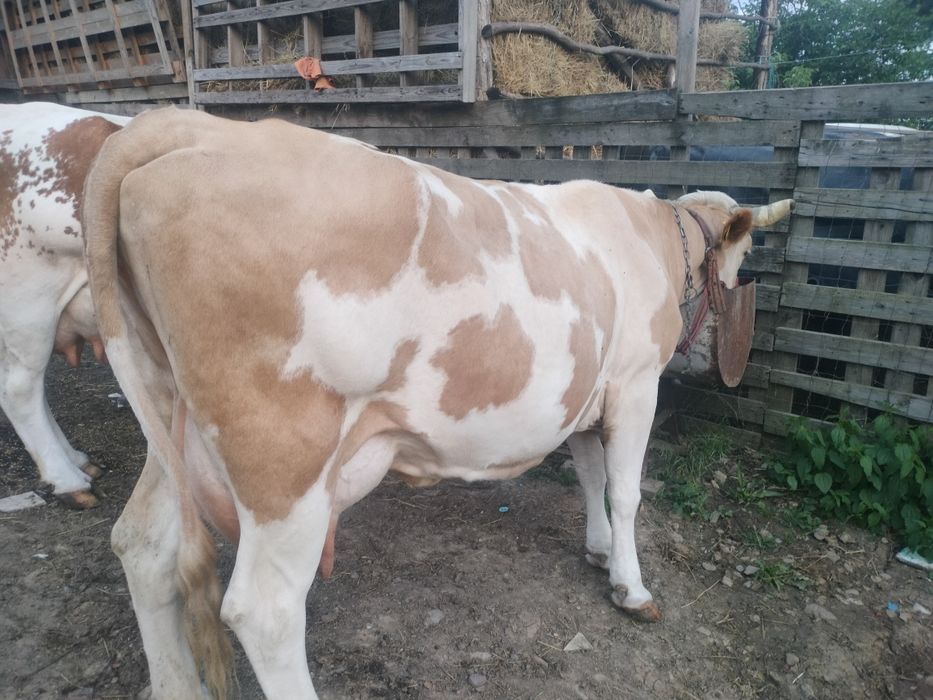 Vaca cea roșie este cu lapte,galbenă cu vițel