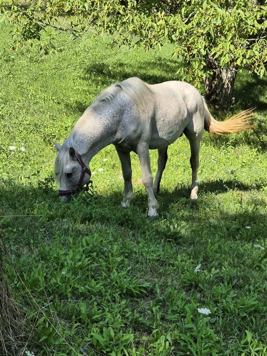 Vând armasar de 14 ani
