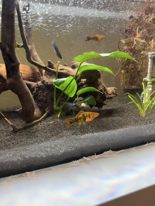 Donez Peste Molly Femela(Poecilia sphenops)