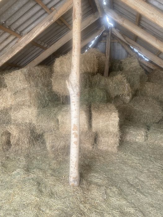 Шөп сатылады бағасы 1500 ден