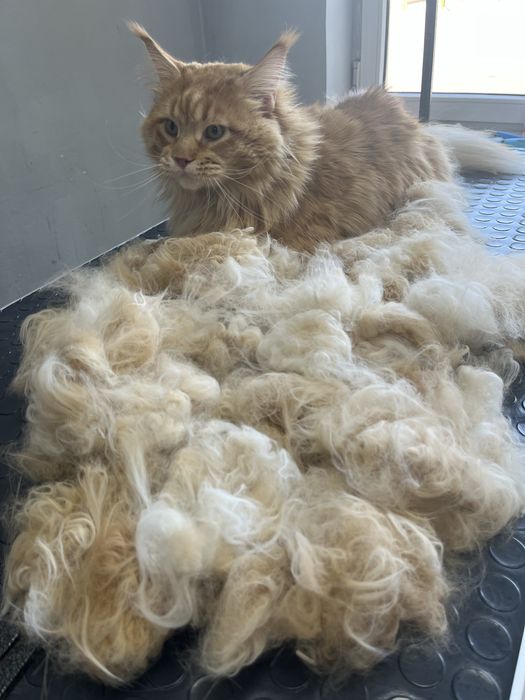Стрижка кошка собака линька