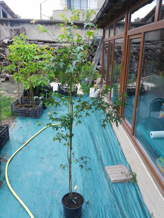 Японски клен - Ацер Студоустойчив Налични 5 вида