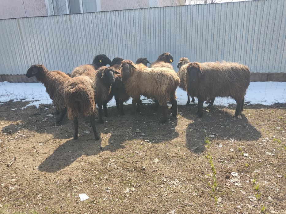 Продам баран .откорм