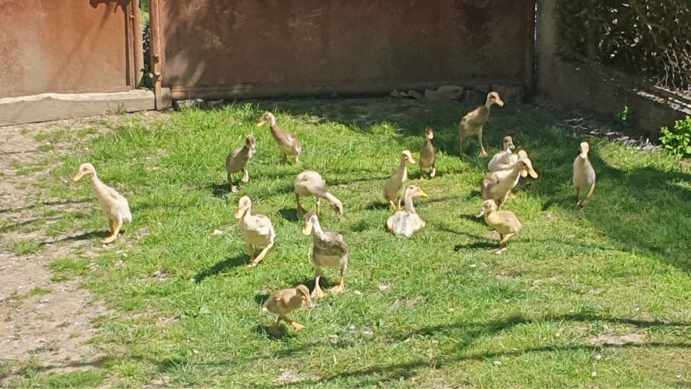 Rațe indiene diferite vârste