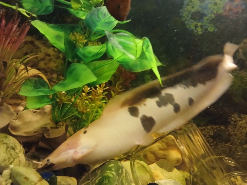 Сом клариус примерно 25см