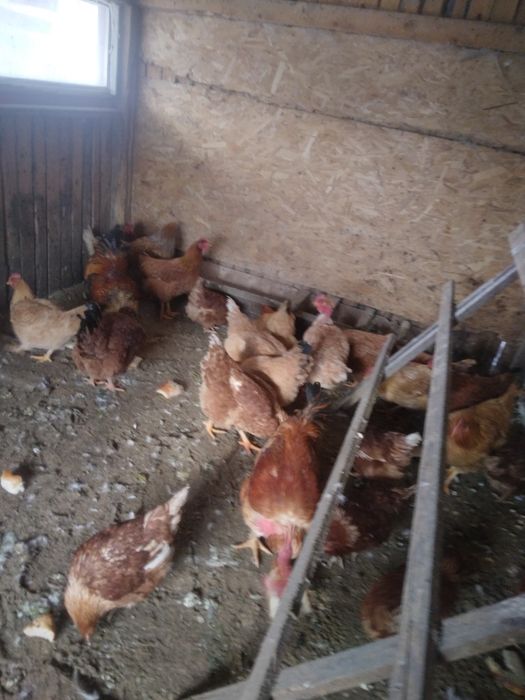 16 găini, ,gâște ,rațe.