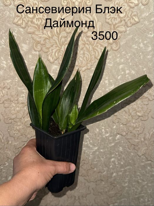 Сансевиерии продам