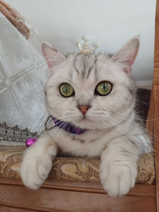 Seribristaya shinshila Folf Toza qonli Koʻzlari koʻk.