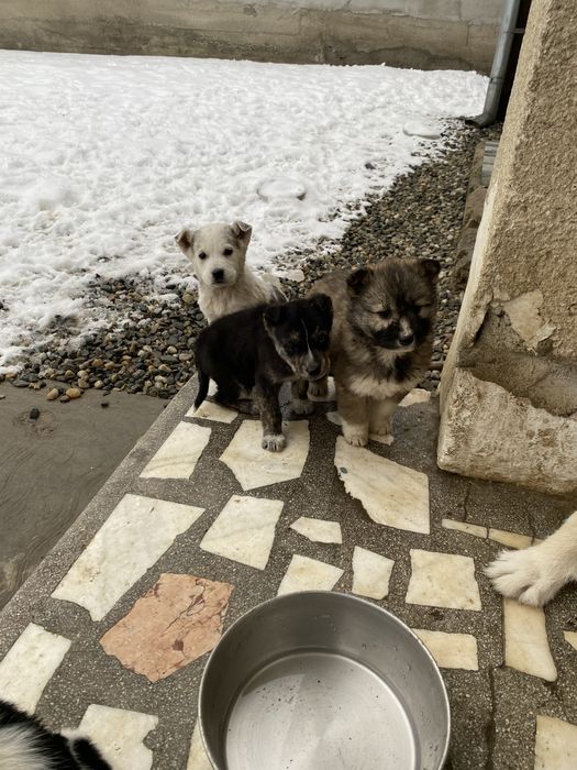 Donez cǎței talie medie