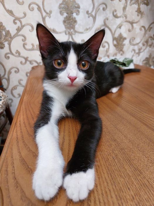 Котенок в добрые руки