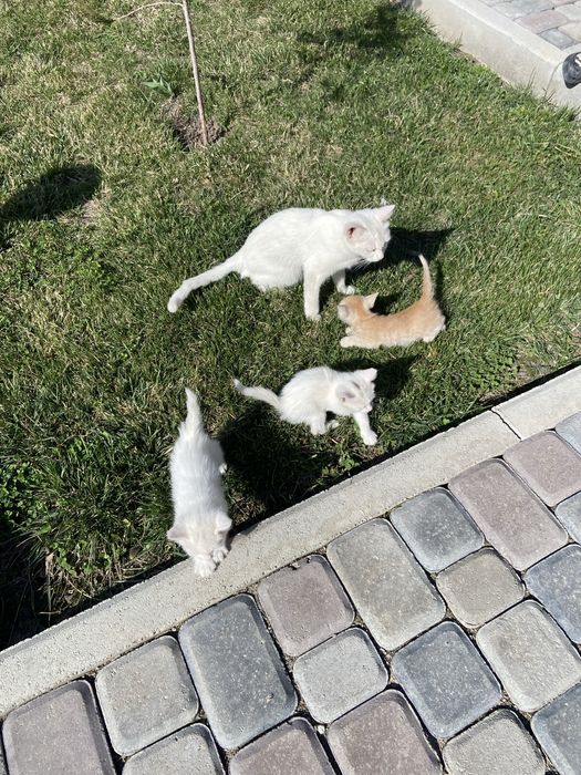 Белоснежные Котёноки девочки