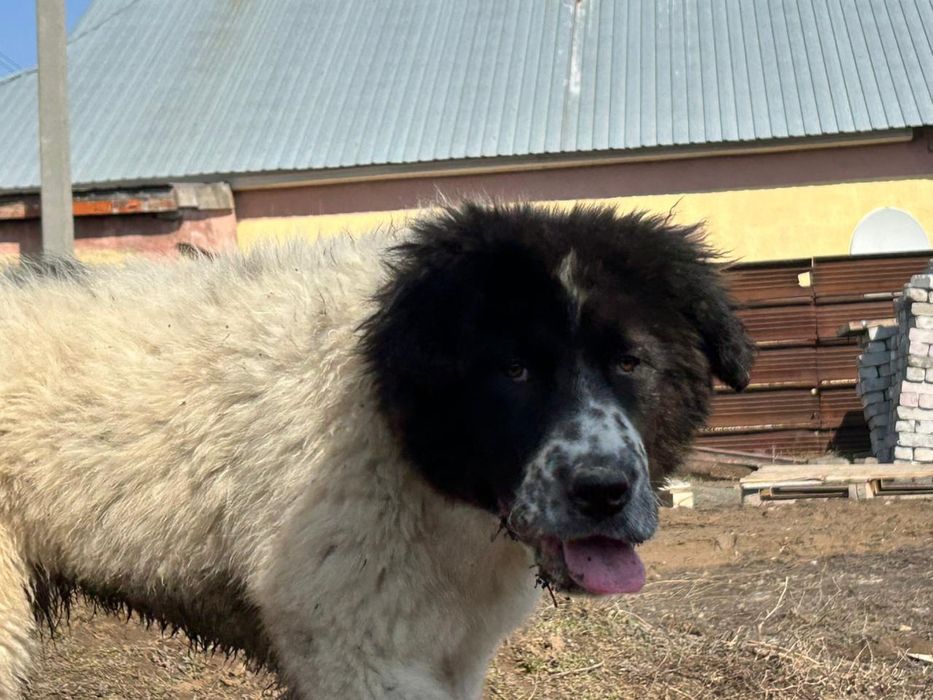 Продам щенка 5 месяцев. Девочка. Алабай