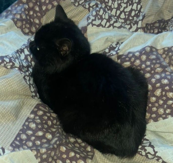 В добрые руки котёнка